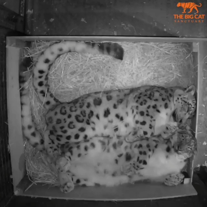 id5249197-snow-leopard-laila-yarko-big-cat-sanctuary-4