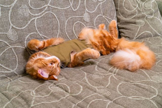 istockphoto-1285089590-612x612