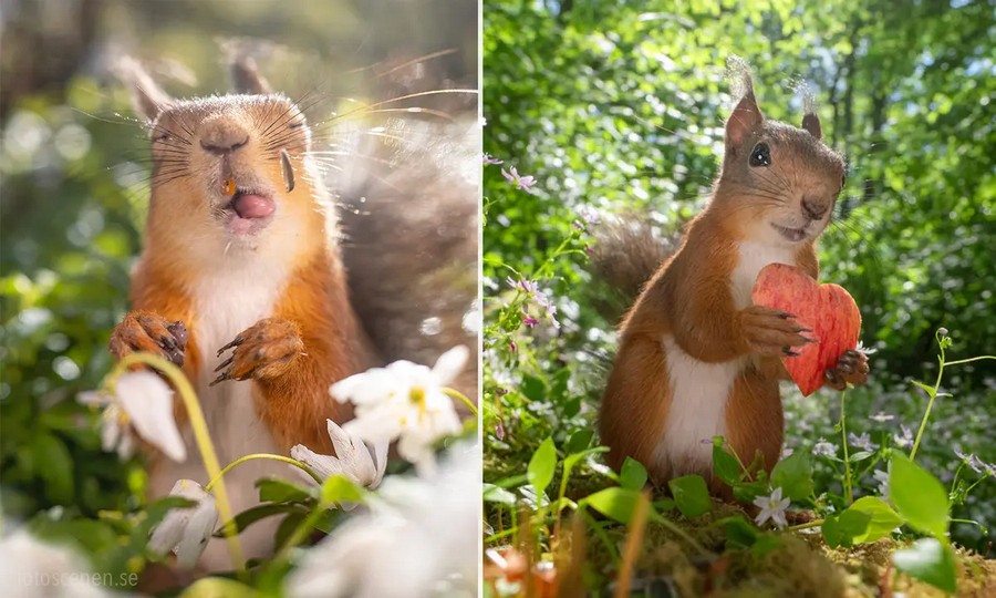 1_id5400818-johnny-kaapa-squirrels