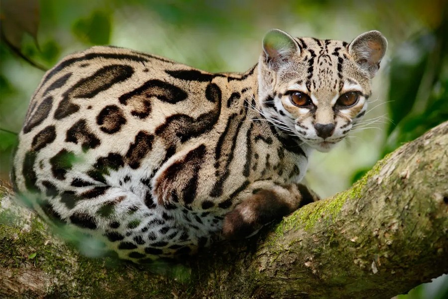 1_id5487523-ocelot-web