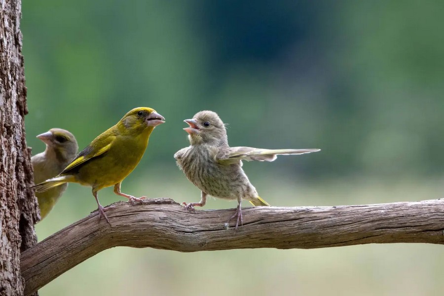 1_id5508711-jacek-stankiewicz-dispute