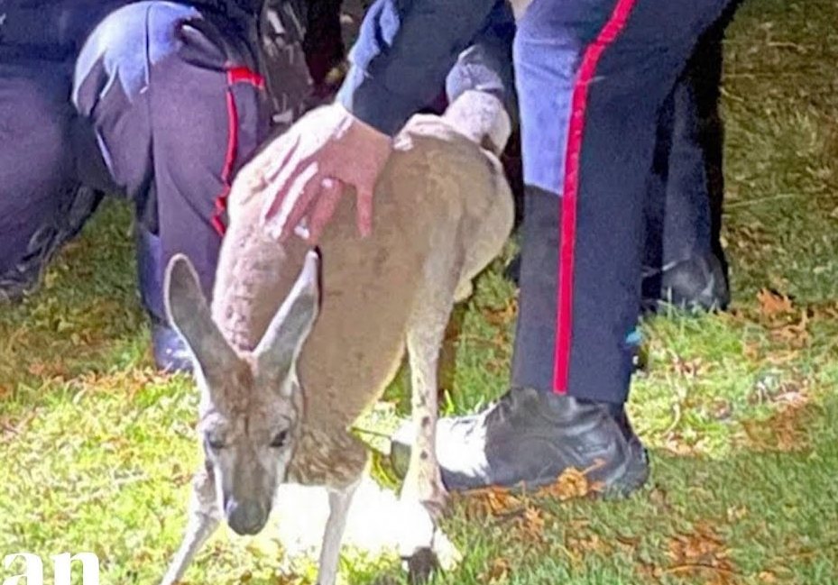 8e66e0b8-9187-49a9-a732-fa14d5a4136f