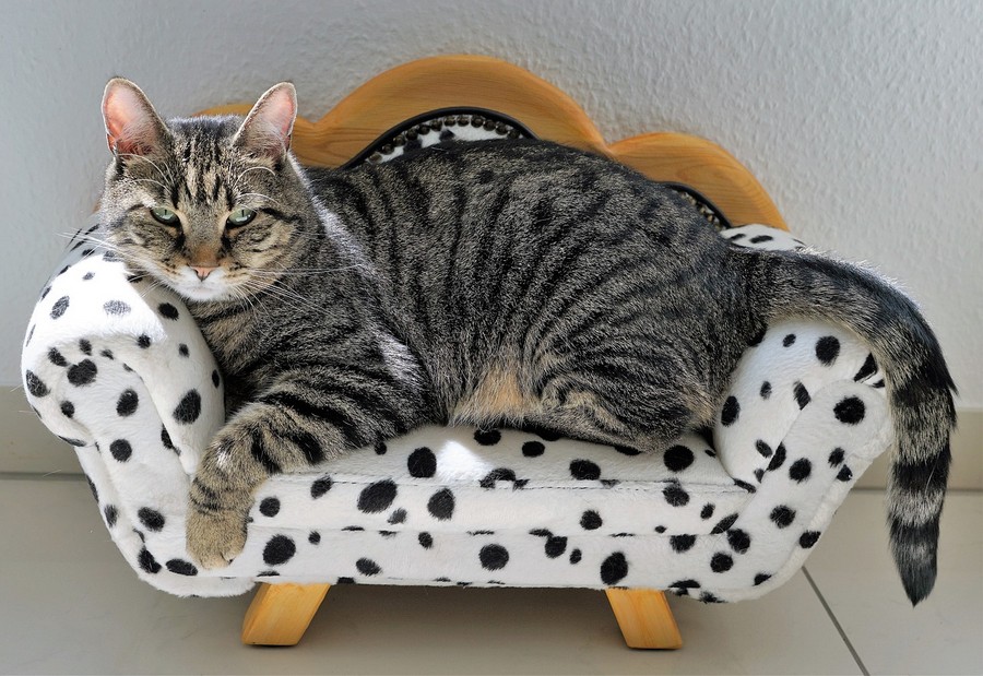 cat-2525277_1280
