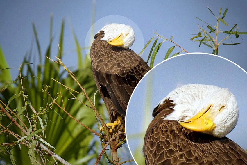 1_id5594065-78-9-tired-bald-eagl-1141089-1080x720
