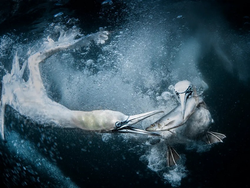 1_id5633484-gold-tracey-lund_underwater-gannets