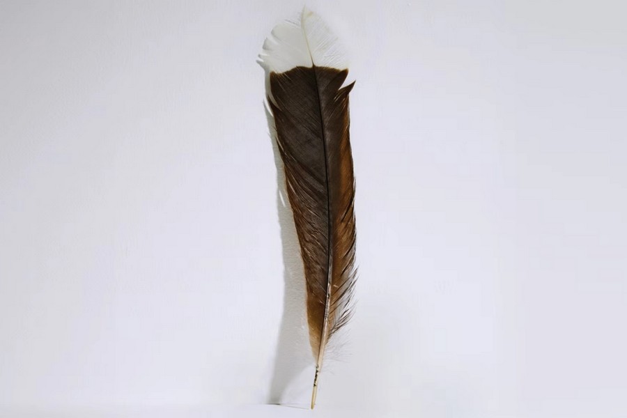 id5654716-huia-feather-1080x720