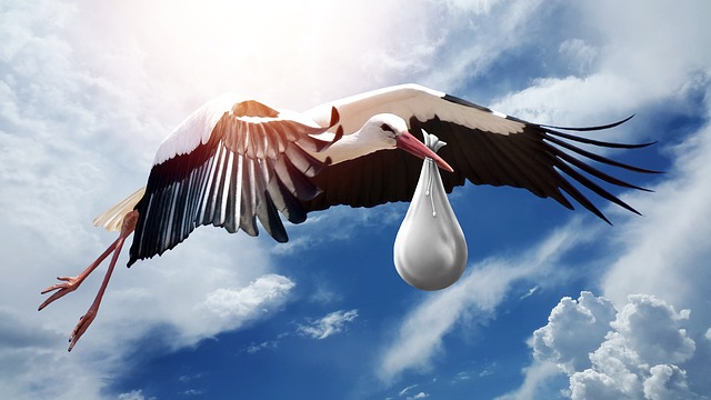 bird-3058712_640