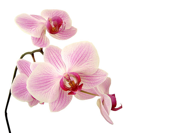 istockphoto-92350405-612x612