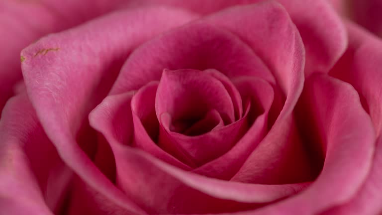 istockphoto-1075289598-640x640