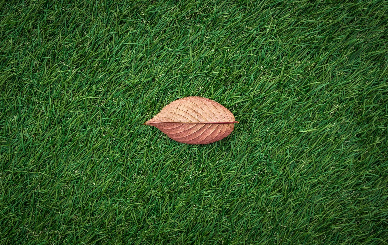 leaves-1822976_1280