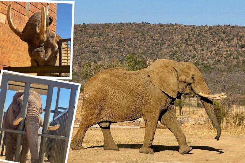 1_id5735766-duma-charlie-elephant-rescued-circus-15-1080x720