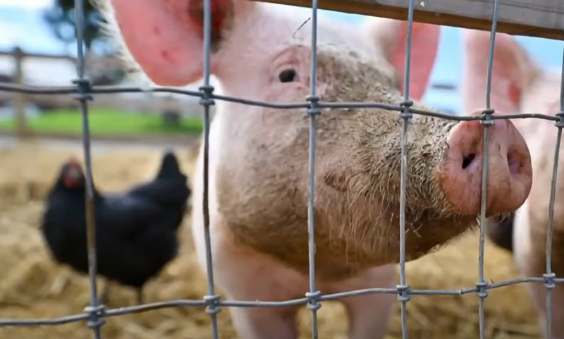 В США впервые обнаружен птичий грипп H5N1 у свиньи
