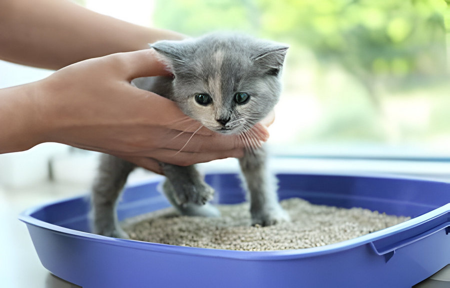 Як привчити кошеня до лотка