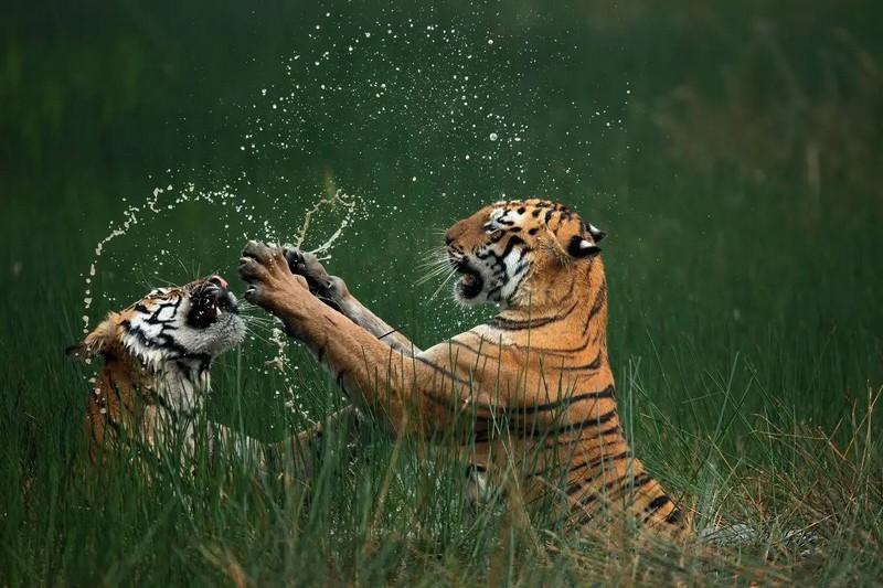 Стали известны победители конкурса Nature’s Best Photo Awards 2024