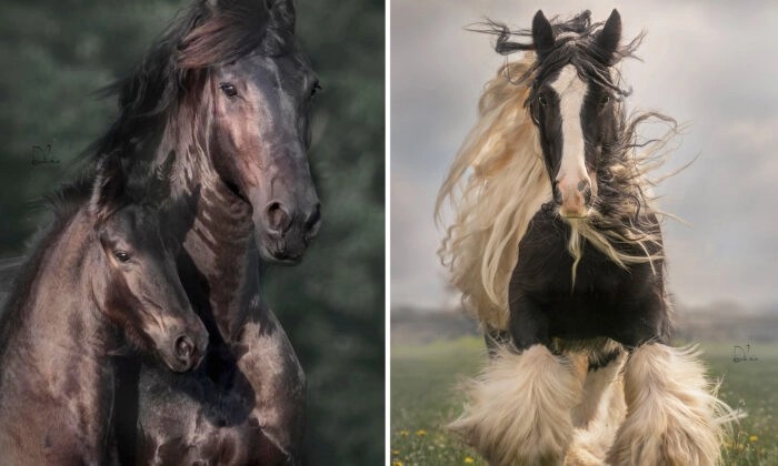 Фотограф фиксирует удивительную силу тягловых лошадей в своих драматических снимках конного экшена