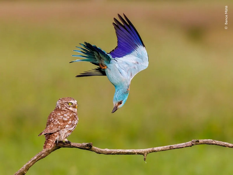 1_id5774570-bence-mate-wildlife-photographer-of-the-year